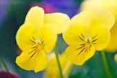 VIOLA WITTROCKIANA, PANSY