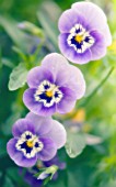 VIOLA WITTROCKIANA, PANSY