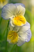 VIOLA WITTROCKIANA, PANSY