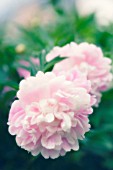 PAEONIA LACTIFLORA, PEONY