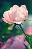 PAEONIA LACTIFLORA, PEONY