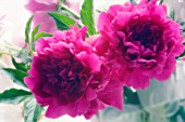 PAEONIA LACTIFLORA, PEONY