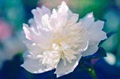 PAEONIA LACTIFLORA, PEONY