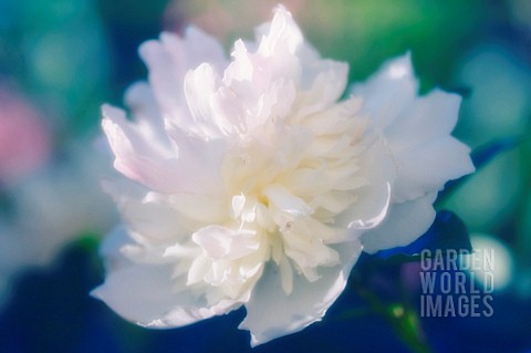 PAEONIA_LACTIFLORA_PEONY