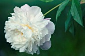 PAEONIA LACTIFLORA, PEONY