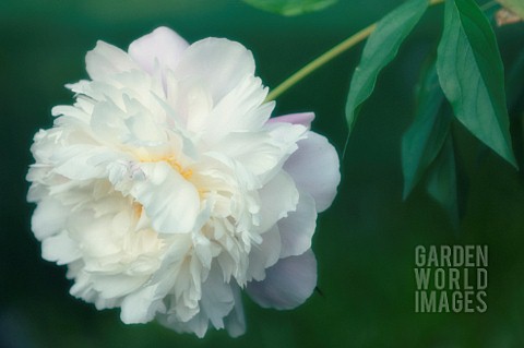 PAEONIA_LACTIFLORA_PEONY