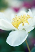 PAEONIA LACTIFLORA, PEONY