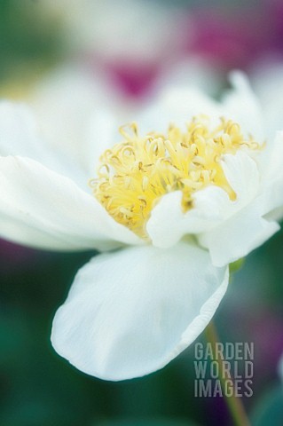 PAEONIA_LACTIFLORA_PEONY