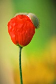 PAPAVER CROCEUM, PAPAVER NUDICALE, POPPY - ICELANDIC POPPY