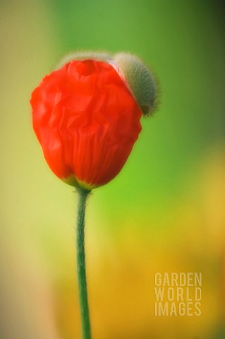 PAPAVER_CROCEUM_PAPAVER_NUDICALE_POPPY__ICELANDIC_POPPY