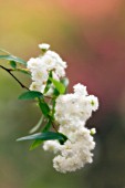 SPIRAEA PRUNIFOLIA