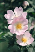 ROSA, ROSE, WILD ROSE, DOG ROSE