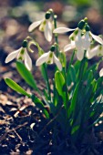 GALANTHUS NIVALIS, SNOWDROP