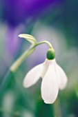 GALANTHUS, SNOWDROP