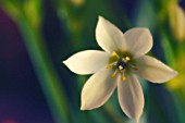 ORNITHOGALUM UMBELLATUM, STAR-OF-BETHLEHEM