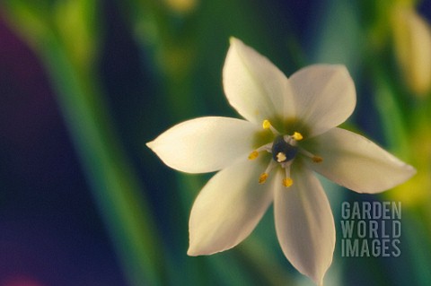 ORNITHOGALUM_UMBELLATUM_STAROFBETHLEHEM