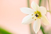 ORNITHOGALUM UMBELLATUM, STAR-OF-BETHLEHEM