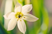 ORNITHOGALUM UMBELLATUM, STAR-OF-BETHLEHEM