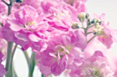 MATTHIOLA, STOCK