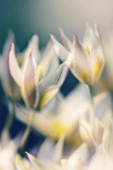 TULIPA, TULIP