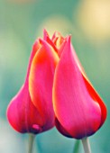 TULIPA, TULIP