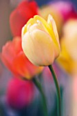 TULIPA, TULIP