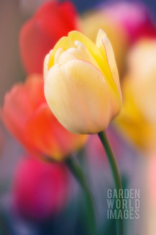 TULIPA_TULIP