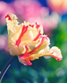 TULIPA, TULIP - PARROT TULIP