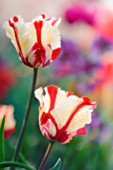 TULIPA, TULIP - PARROT TULIP