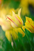 TULIPA, TULIP