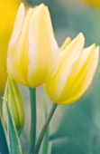 TULIPA, TULIP