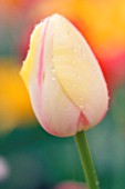 TULIPA, TULIP