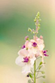 VERBASCUM BLATTARIA, VERBASCUM, MULLEIN