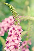 VERBASCUM SUMMER SORBET