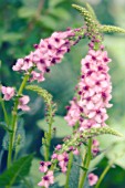 VERBASCUM ‘SUMMER SORBET’, VERBASCUM, MULLEIN