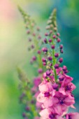 VERBASCUM ‘SUMMER SORBET’, VERBASCUM, MULLEIN