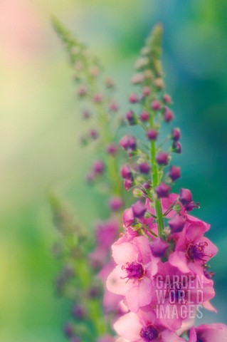 VERBASCUM_SUMMER_SORBET_VERBASCUM_MULLEIN