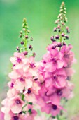 VERBASCUM ‘SUMMER SORBET’, VERBASCUM, MULLEIN