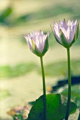 NYMPHAEA, WATER LILY