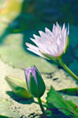 NYMPHAEA, WATER LILY