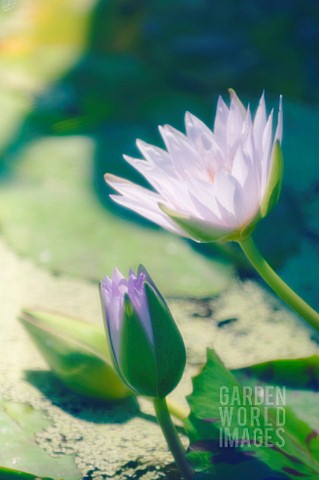 NYMPHAEA_WATER_LILY