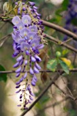 WISTERIA SINENSIS, WISTERIA