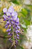 WISTERIA SINENSIS, WISTERIA