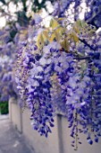 WISTERIA SINENSIS, WISTERIA