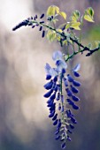 WISTERIA SINENSIS, WISTERIA