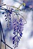 WISTERIA SINENSIS, WISTERIA