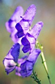 ACONITUM NAPELLUS, MONKSHOOD