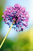 ALLIUM ROSENBACHIANUM, ALLIUM