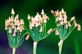 NECTAROSCORDUM SICULUM BULGARICUM, NECTAROSCORDUM