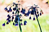 NECTAROSCORDUM SICULUM BULGARICUM